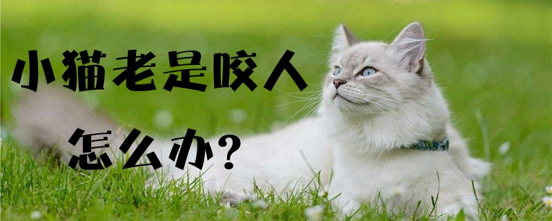 小猫老是咬人怎么办