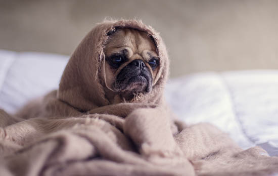 秋田犬为什么不听话自己跑