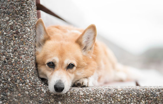 柯基犬不断尾巴可以吗