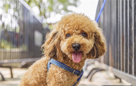 三个月的幼犬能洗澡吗