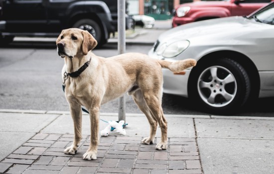 拉布拉多犬身上长疙瘩