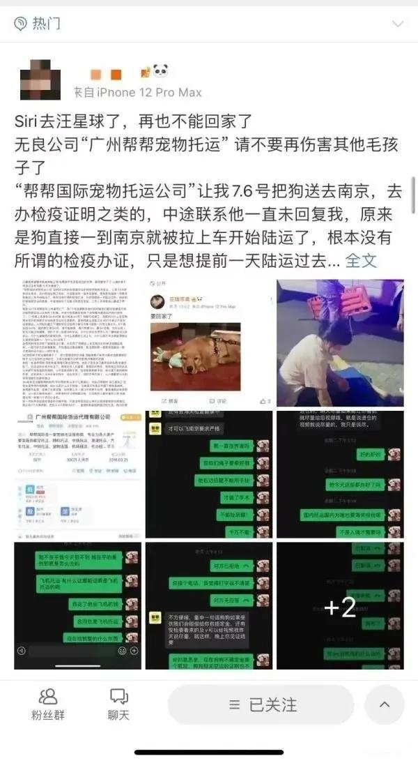 金毛Siri之死引发全网铲屎官愤怒：宠物的生命需要尊重！