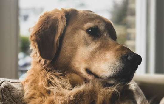 狗狗疫苗和狂犬能一起打吗