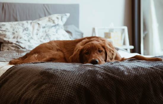 腊肠犬能吃什么水果