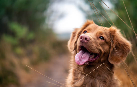 幼犬狗粮需要泡软吗