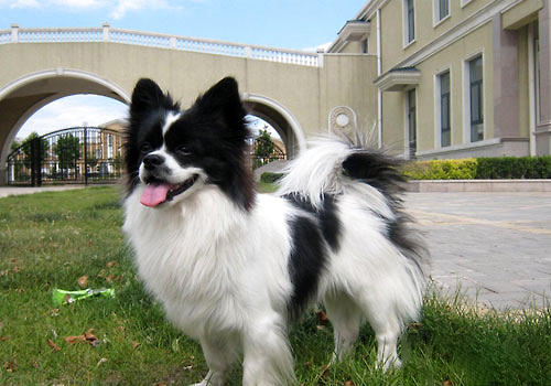 蝴蝶犬幼犬几个月耳朵直起来 蝴蝶犬幼犬几个月立耳