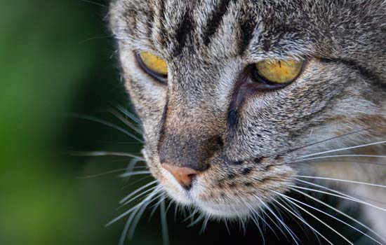 猫可以关在卧室里养吗