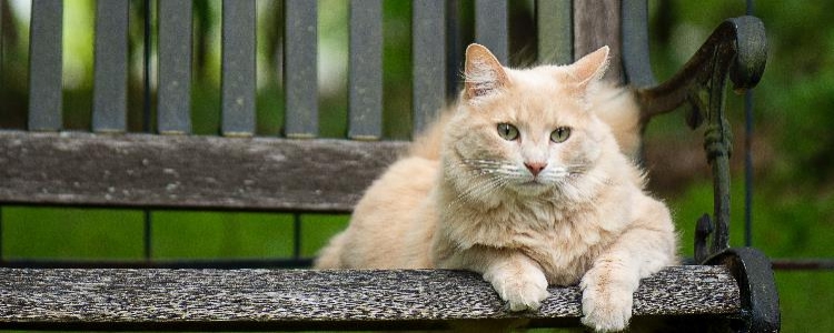 如何辨别走丢的家猫和流浪猫