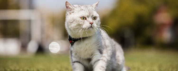 如何让猫在猫砂里拉屎