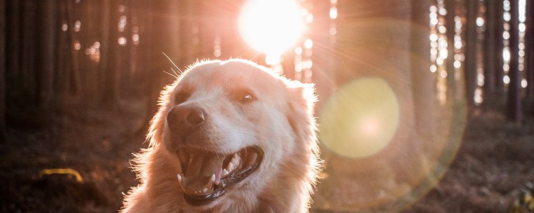 狗狗血线太长怎么办