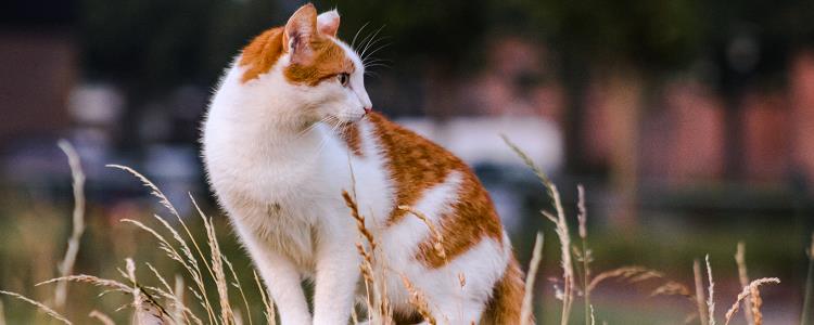 猫传腹死的时候难受吗