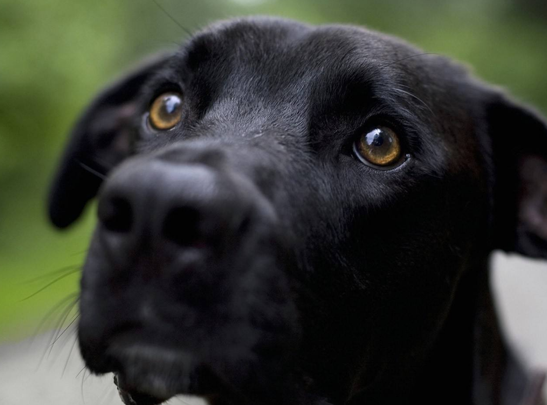 普罗特猎犬