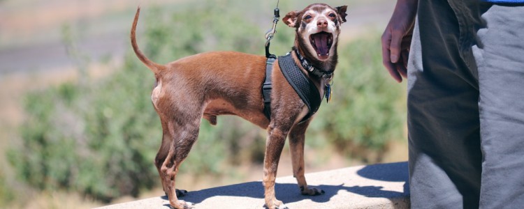 小鹿犬的寿命是多少年