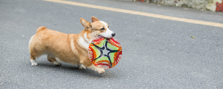 两个月的柯基犬拉稀怎么办