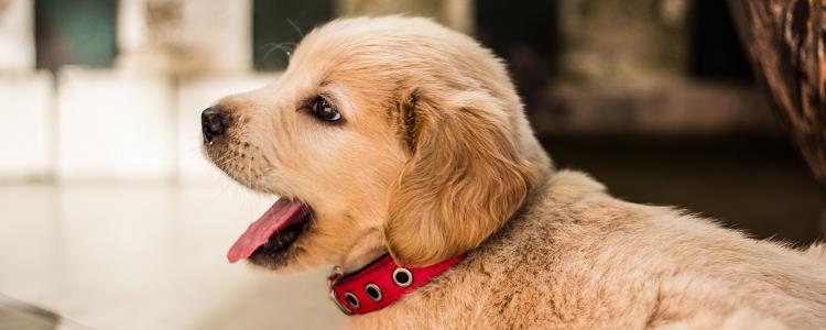 刚买的幼犬拉稀怎么办