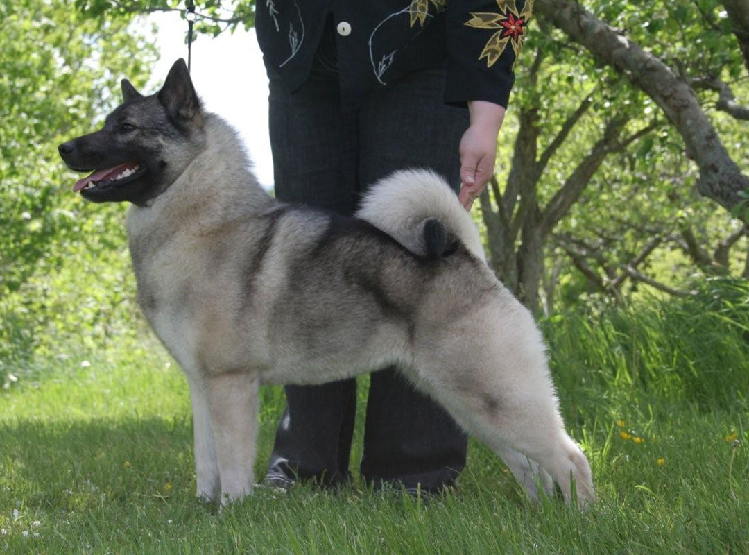 挪威猎鹿犬